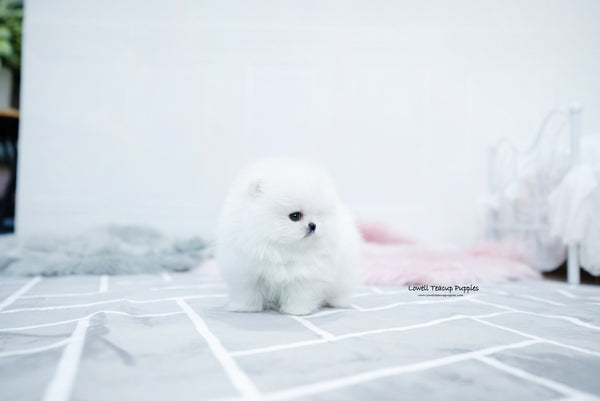 Teacup Pomeranian Female [Aurora] - Lowell Teacup Puppies inc