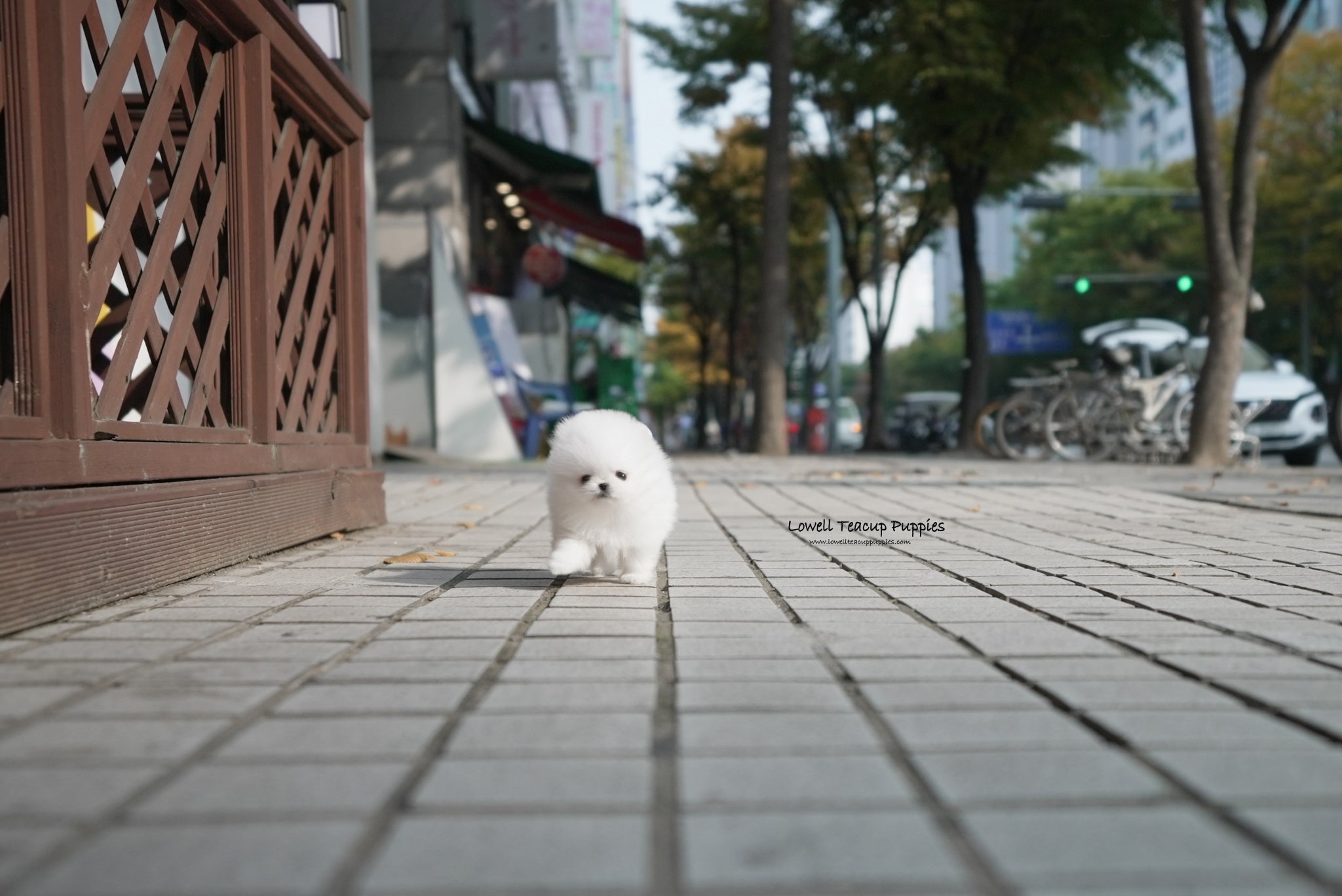 Teacup Pomeranian Male [Theo] - Lowell Teacup Puppies inc