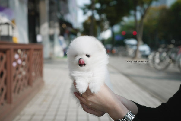 Teacup Pomeranian Male [Theo] - Lowell Teacup Puppies inc