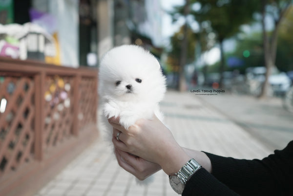 Teacup Pomeranian Male [Theo] - Lowell Teacup Puppies inc