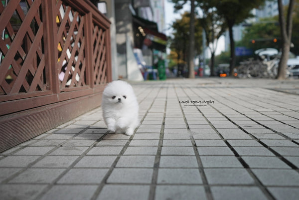 Teacup Pomeranian Male [Theo] - Lowell Teacup Puppies inc