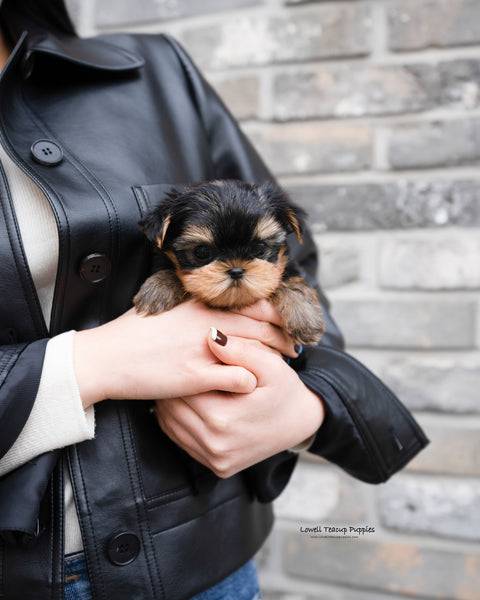 Teacup Yorkie Male [Luka] - Lowell Teacup Puppies inc