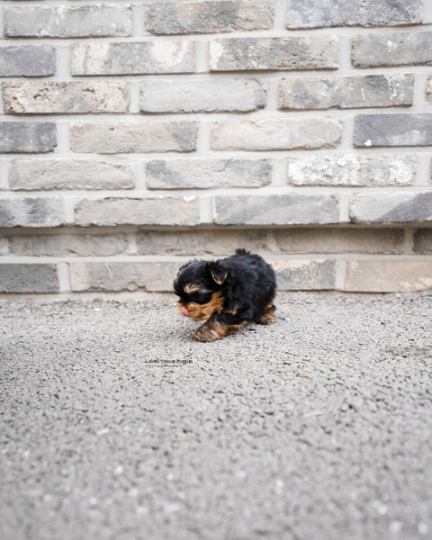 Teacup Yorkie Male [Luka] - Lowell Teacup Puppies inc
