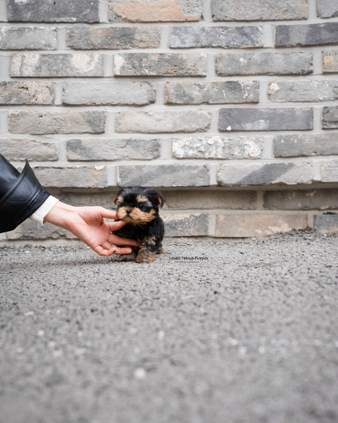 Teacup Yorkie Male [Luka] - Lowell Teacup Puppies inc