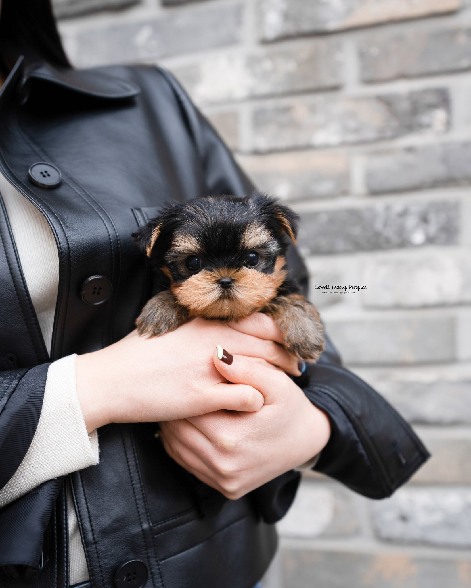 Teacup Yorkie Male [Luka] - Lowell Teacup Puppies inc
