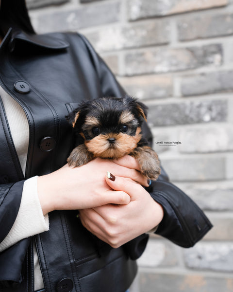 Teacup Yorkie Male [Luka] - Lowell Teacup Puppies inc