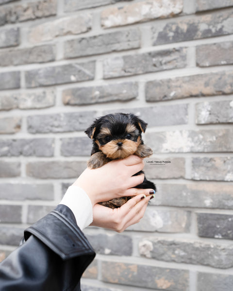 Teacup Yorkie Male [Luka] - Lowell Teacup Puppies inc