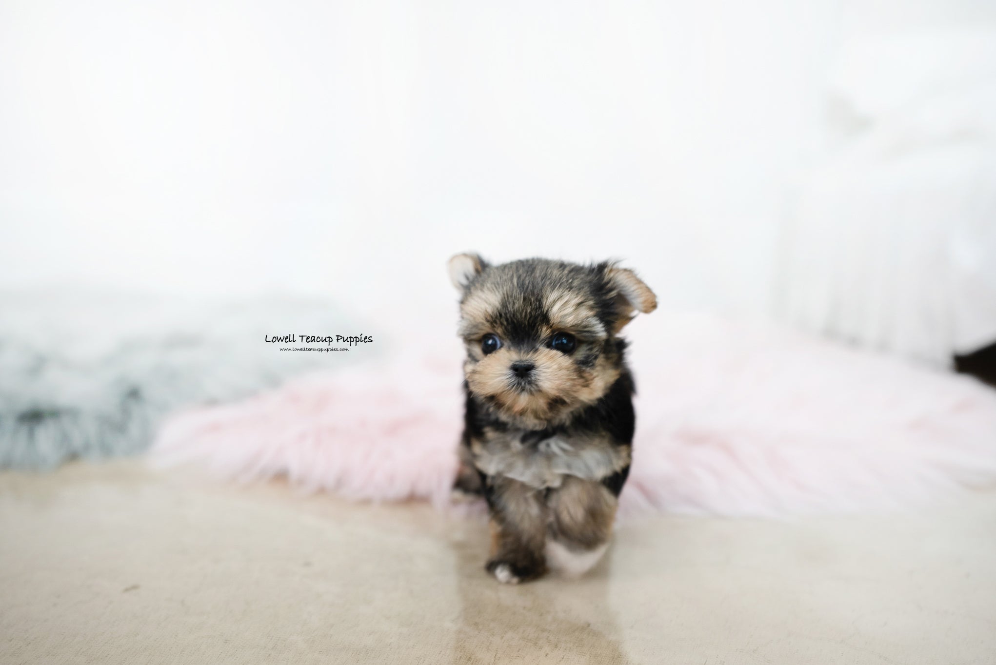 Teacup Yorkie Female [Margo] - Lowell Teacup Puppies inc