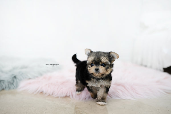 Teacup Yorkie Female [Margo] - Lowell Teacup Puppies inc