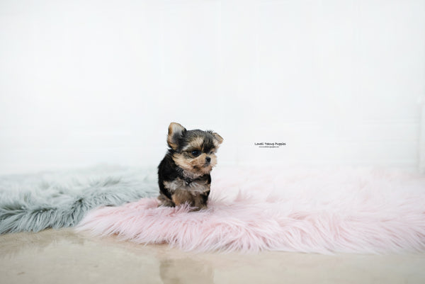 Teacup Yorkie Female [Margo] - Lowell Teacup Puppies inc