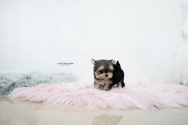 Teacup Yorkie Female [Margo] - Lowell Teacup Puppies inc