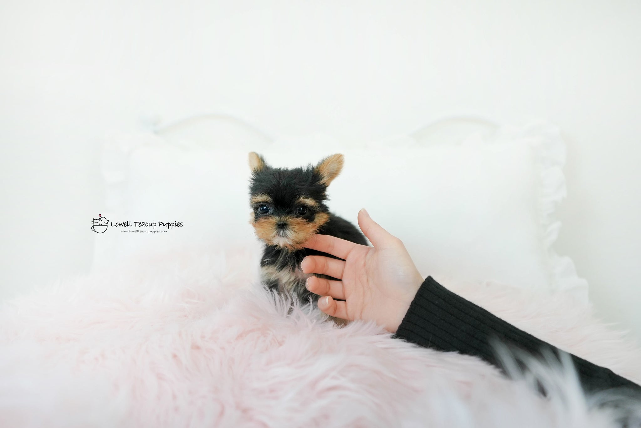Teacup yorkie Female [Molly] - Lowell Teacup Puppies inc