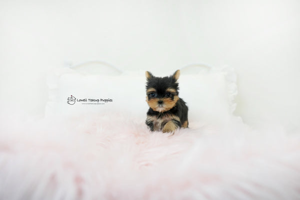 Teacup yorkie Female [Molly] - Lowell Teacup Puppies inc