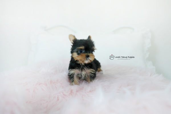 Teacup yorkie Female [Molly] - Lowell Teacup Puppies inc