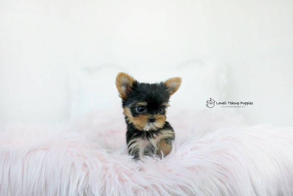 Teacup yorkie Female [Molly] - Lowell Teacup Puppies inc