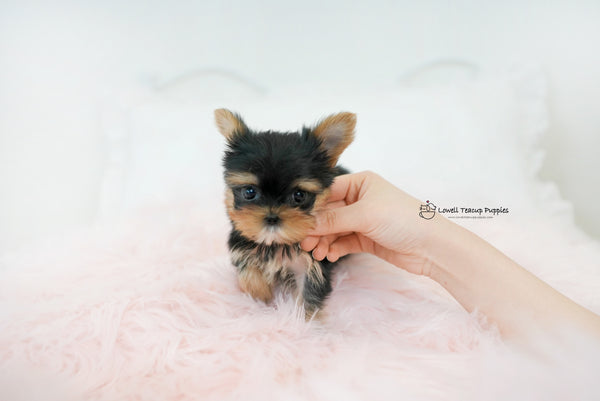Teacup yorkie Female [Molly] - Lowell Teacup Puppies inc