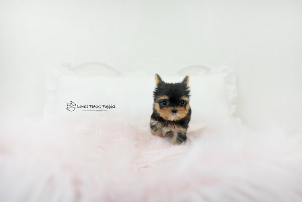 Teacup yorkie Female [Molly] - Lowell Teacup Puppies inc