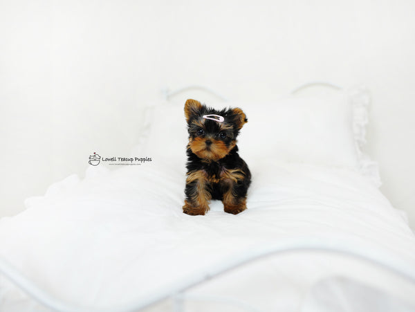 Peter / Teacup yorkie Male [popo] - Lowell Teacup Puppies inc