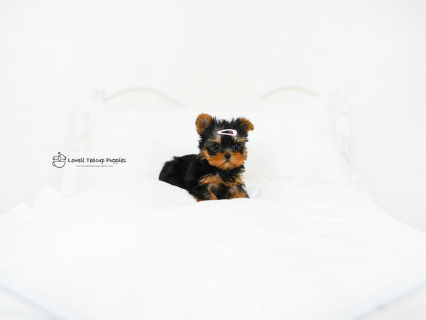Peter / Teacup yorkie Male [popo] - Lowell Teacup Puppies inc
