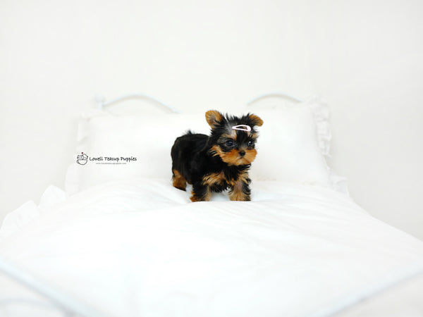 Peter / Teacup yorkie Male [popo] - Lowell Teacup Puppies inc