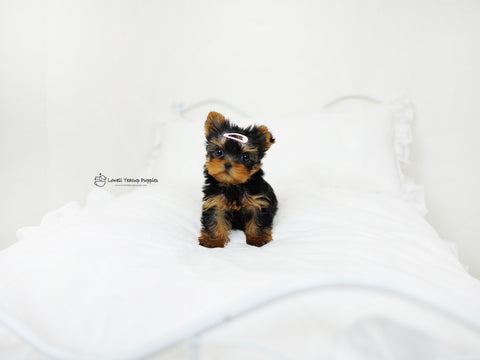 Peter / Teacup yorkie Male [popo] - Lowell Teacup Puppies inc