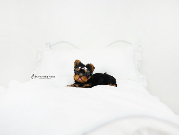 Peter / Teacup yorkie Male [popo] - Lowell Teacup Puppies inc