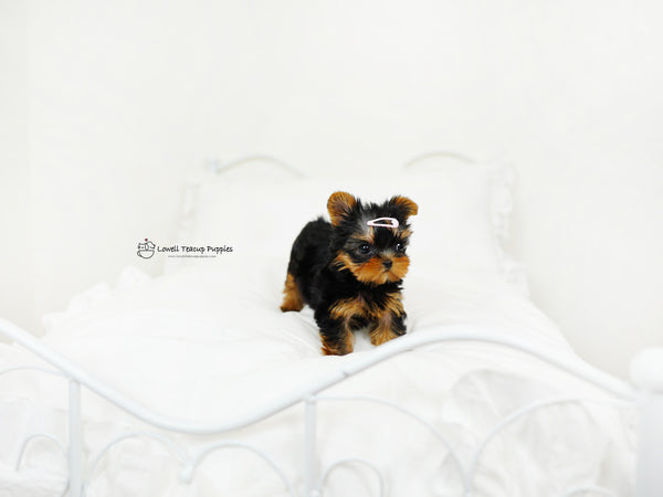 Peter / Teacup yorkie Male [popo] - Lowell Teacup Puppies inc
